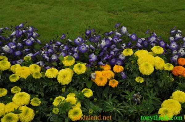 Tan_Tay_Lan_2010 (175).JPG